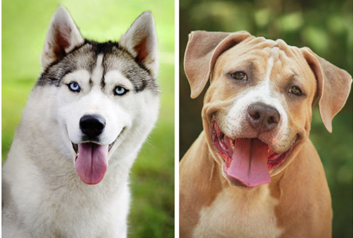 Imatge il·lustrativa