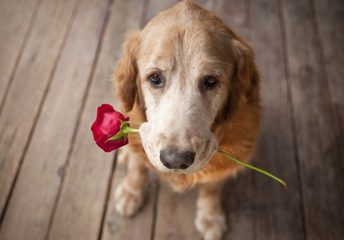 Imatge il·lustrativa