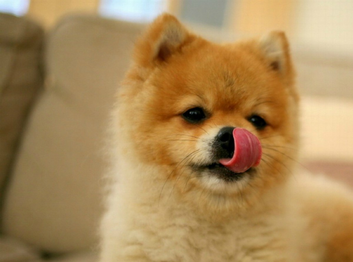 Imatge il·lustrativa