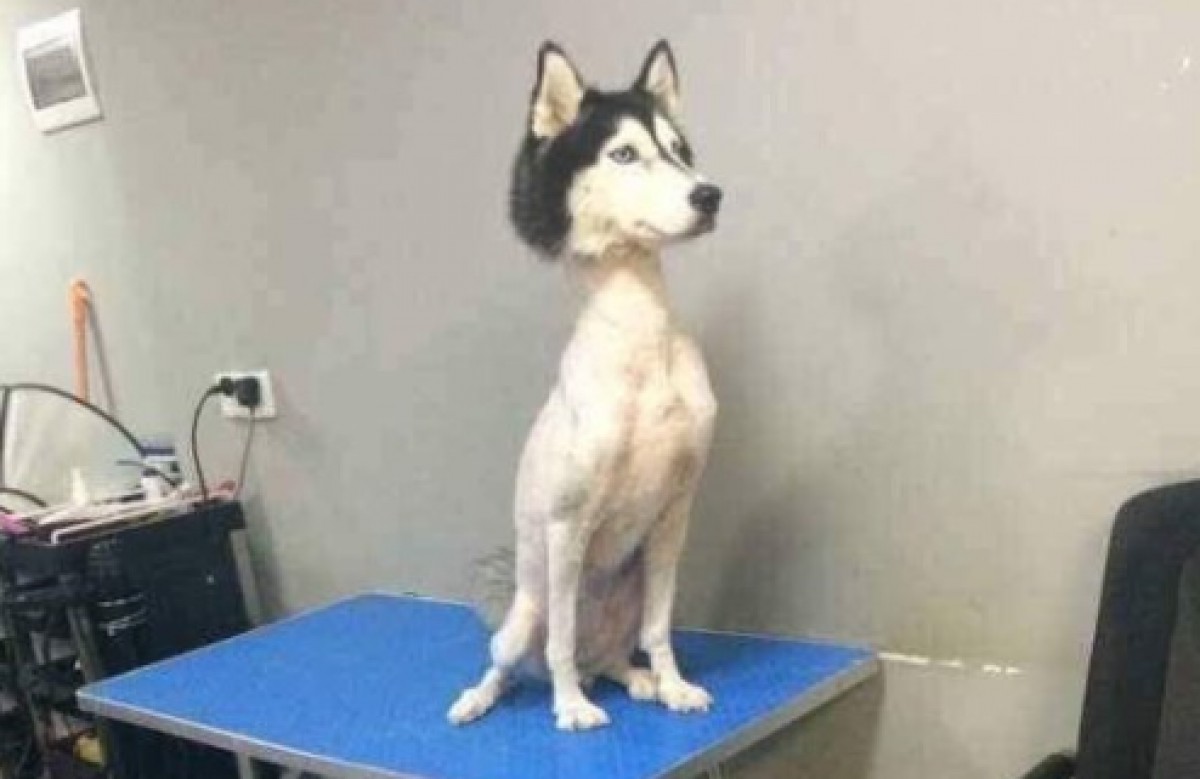 Imatge il·lustrativa