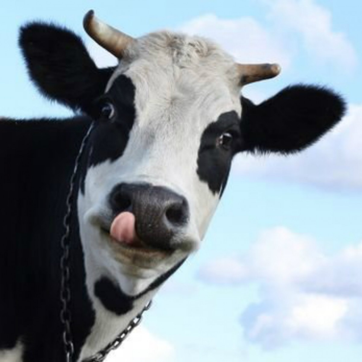 Imatge il·lustrativa