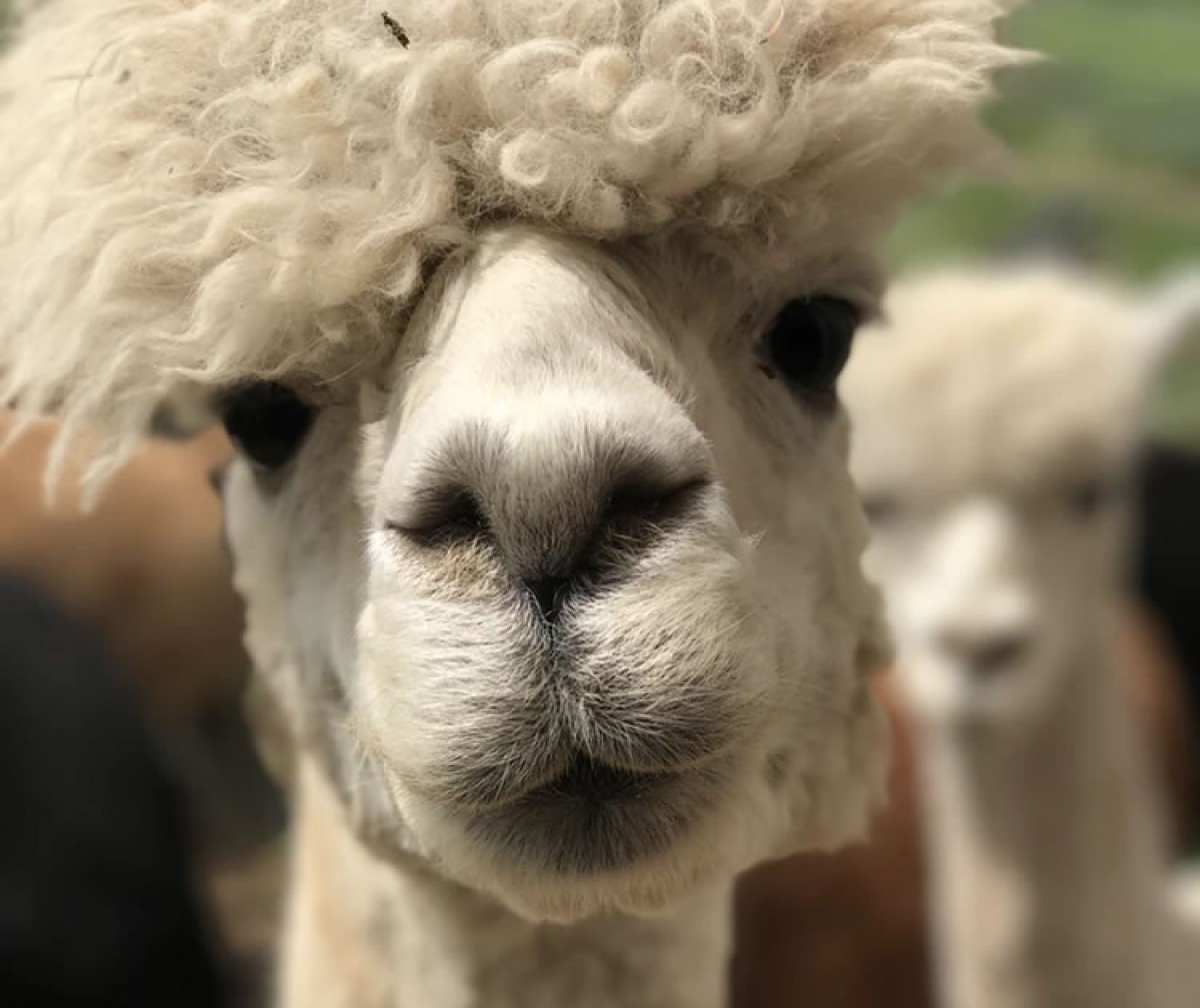 Imatge il·lustrativa