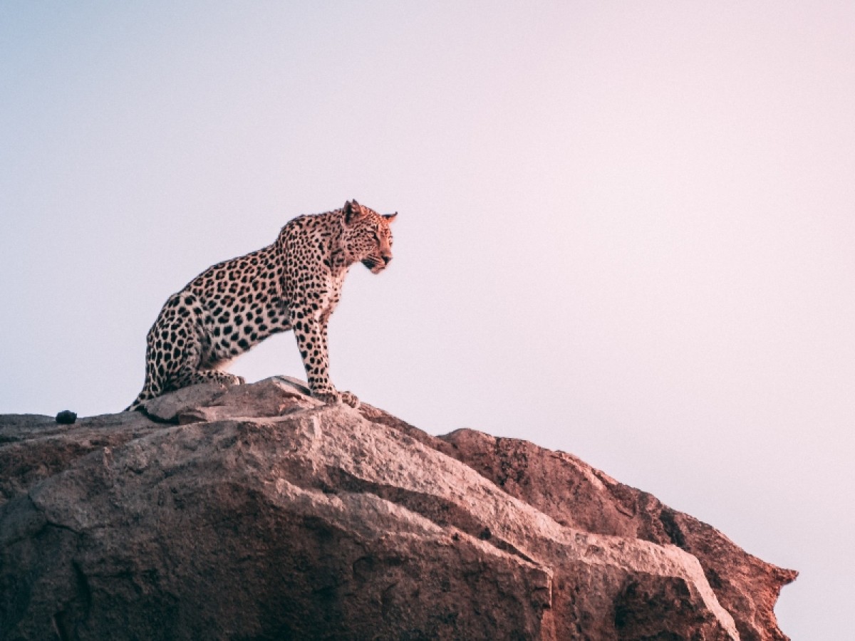 Imatge il·lustrativa