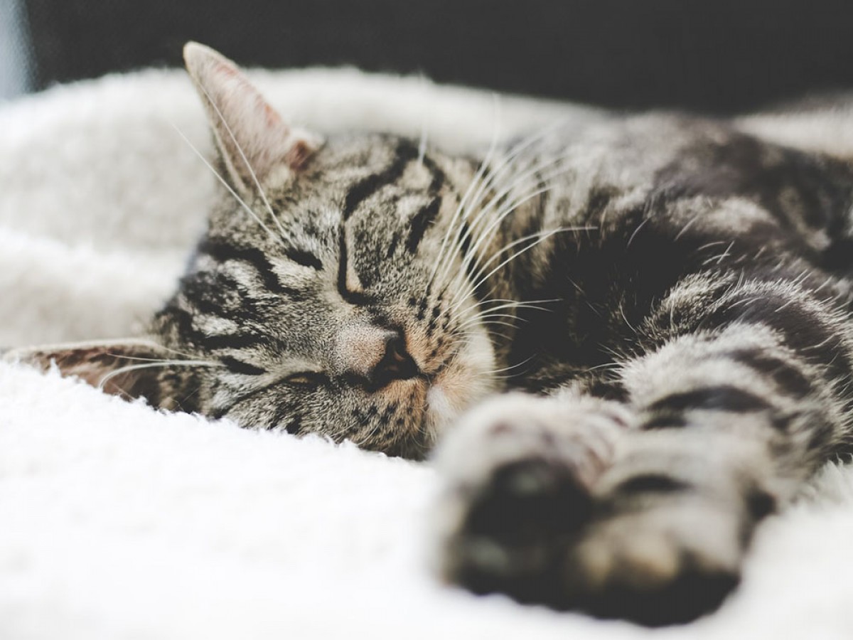 Imatge il·lustrativa