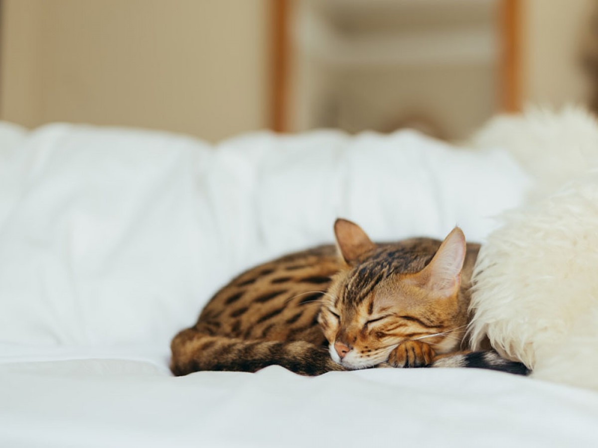 Imatge il·lustrativa