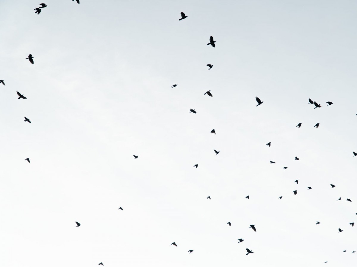 Imatge il·lustrativa