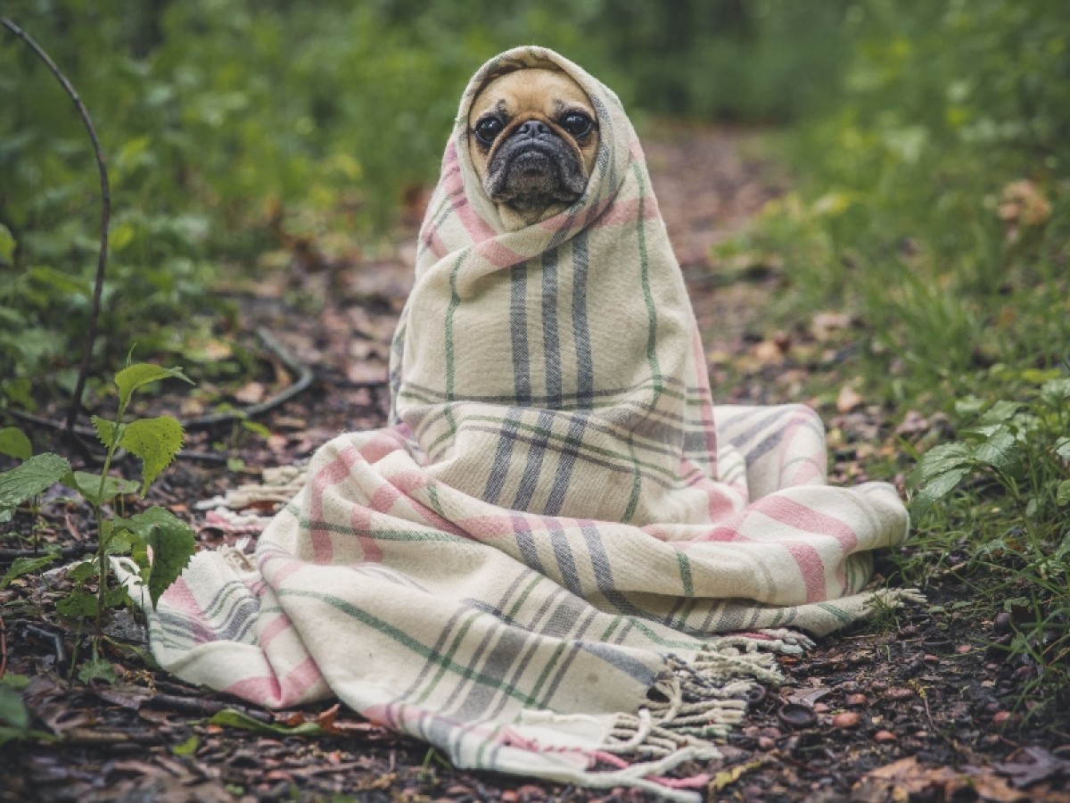 Imatge il·lustrativa