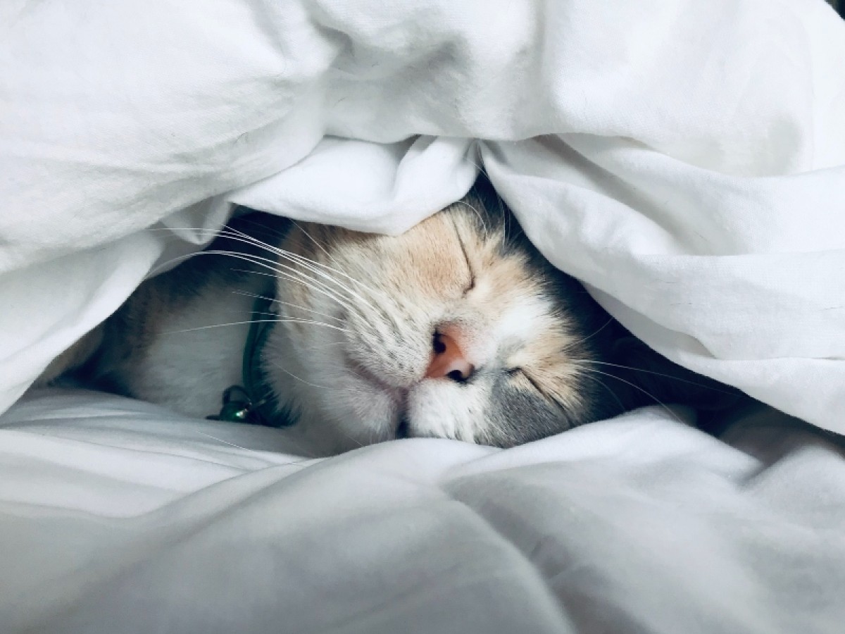 Imatge il·lustrativa