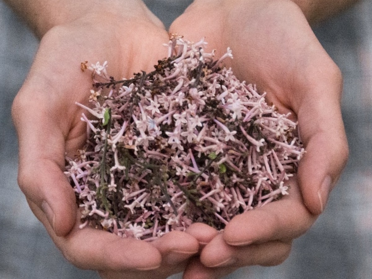 Imatge il·lustrativa