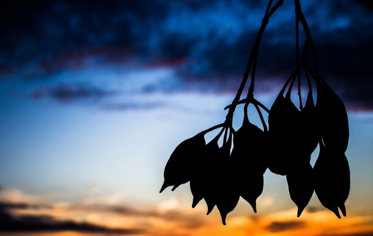 Imatge il·lustrativa