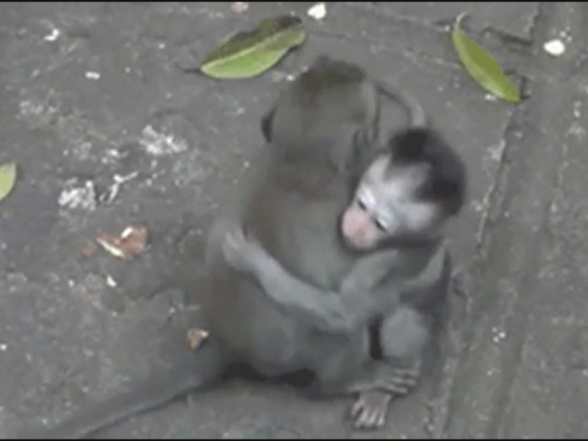 Imatge il·lustrativa