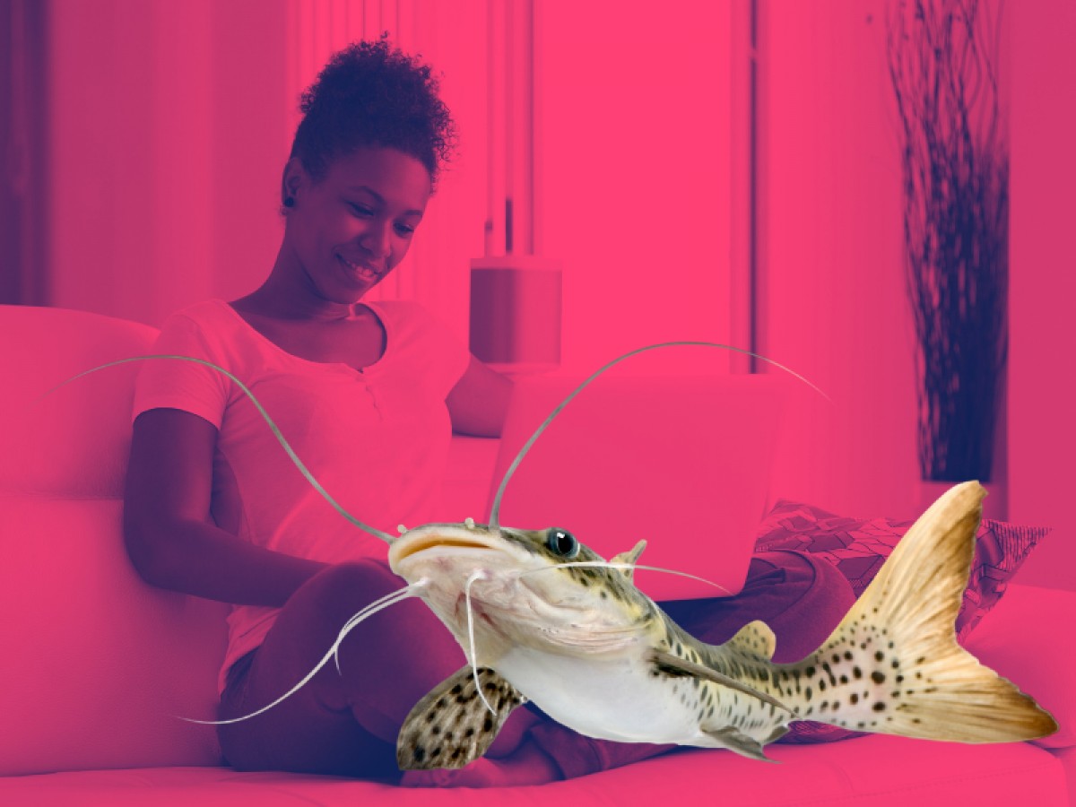 Imatge il·lustrativa