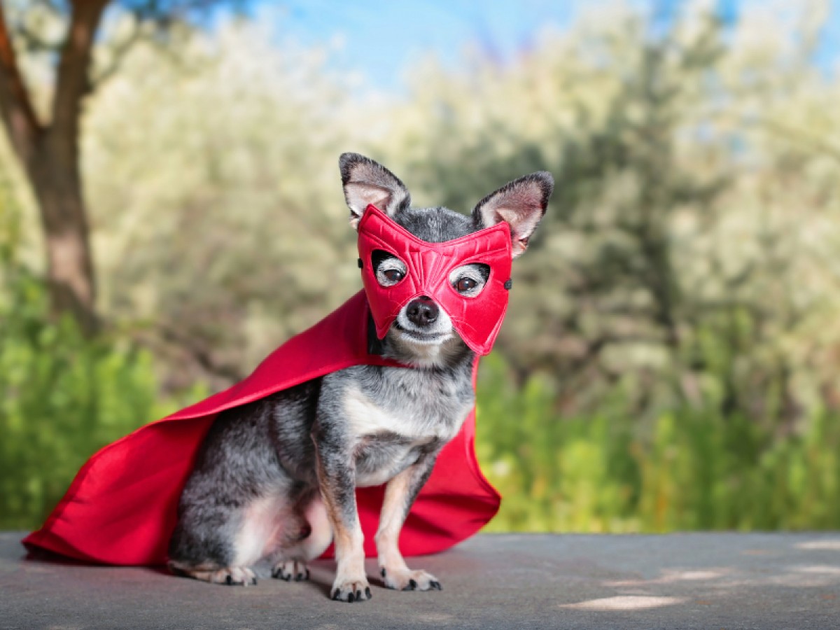 Imatge il·lustrativa