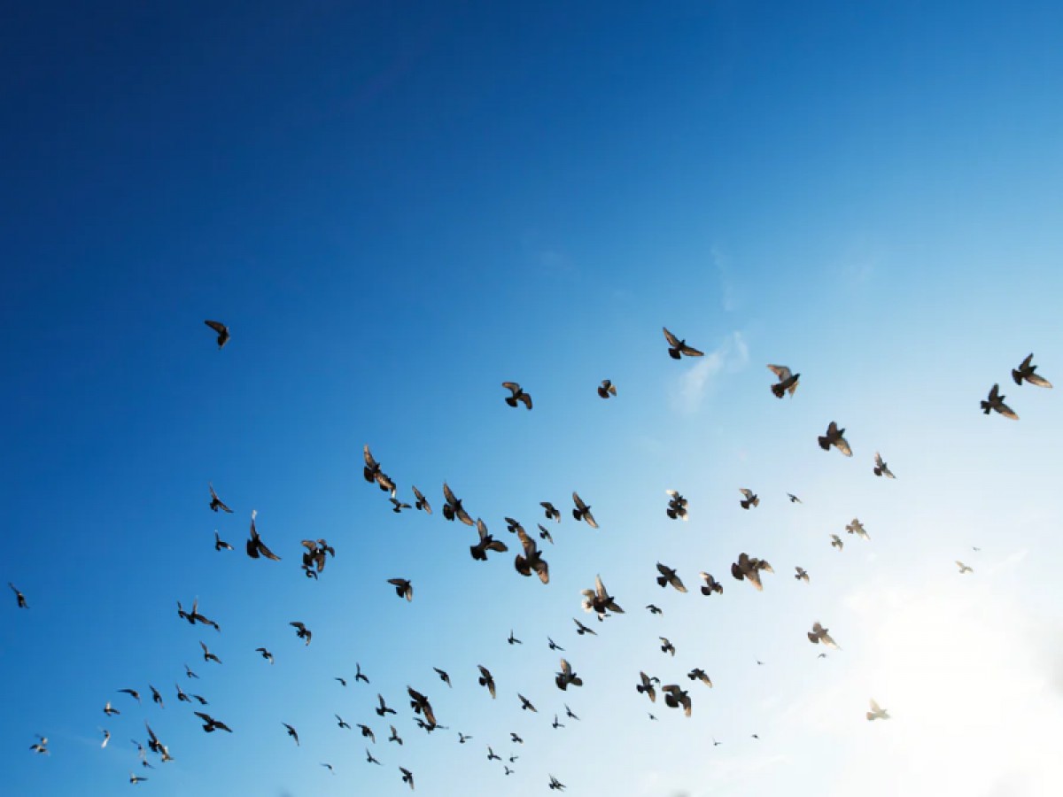 Imatge il·lustrativa