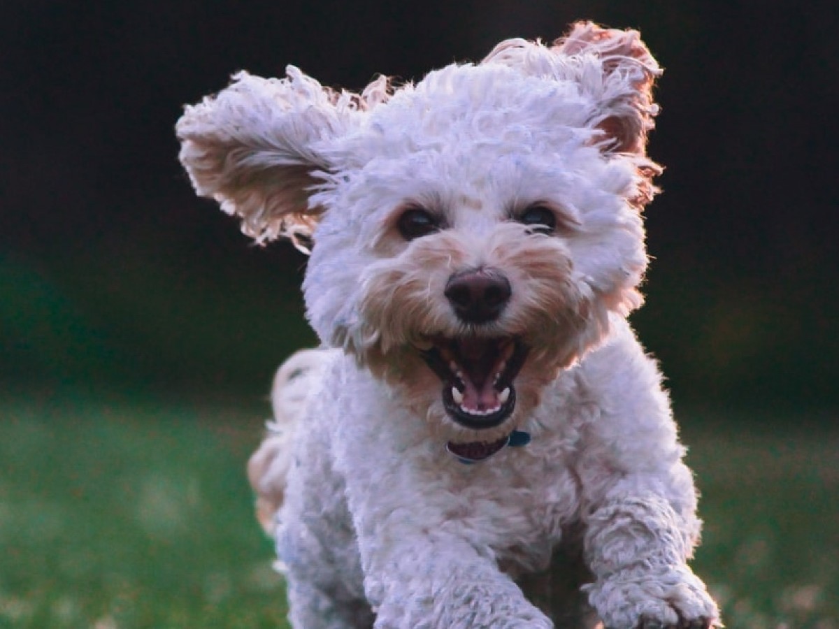 Imatge il·lustrativa