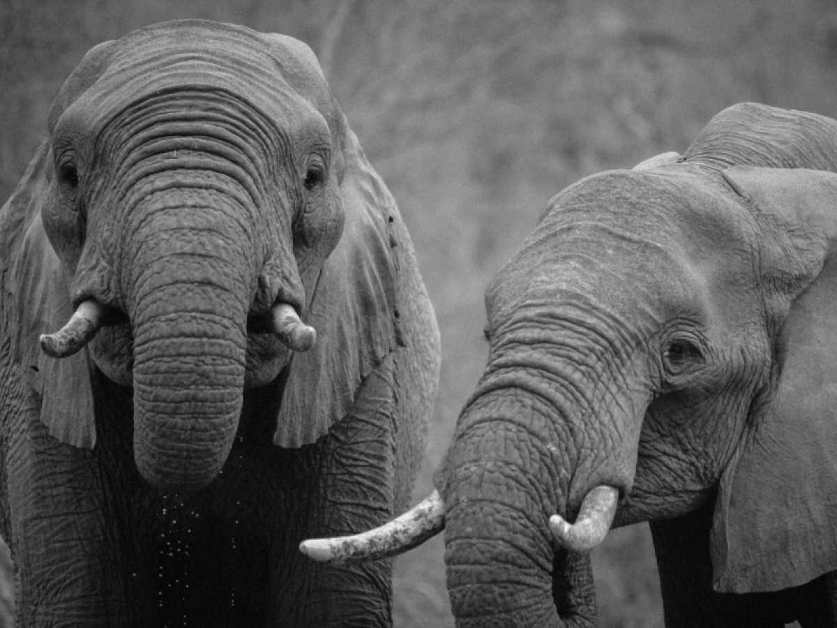 Imatge il·lustrativa