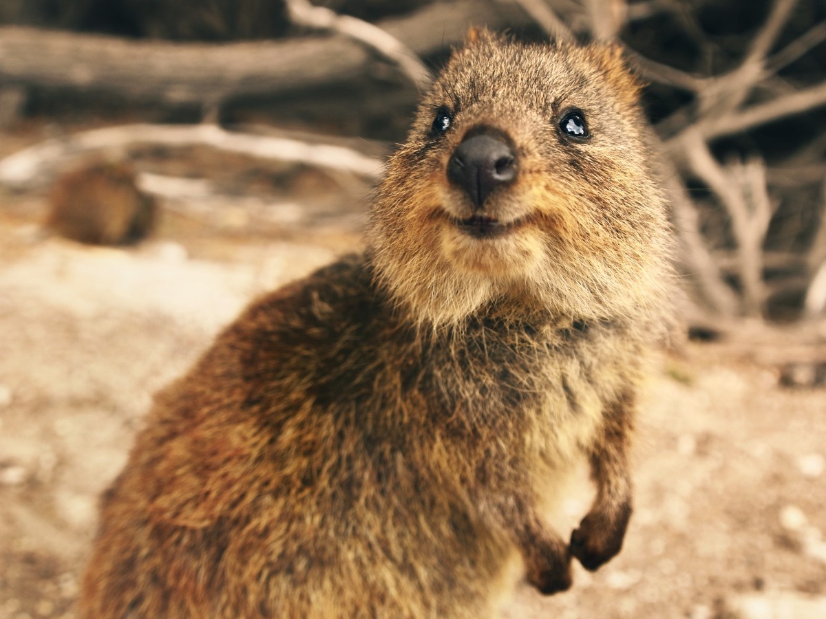 Imatge il·lustrativa