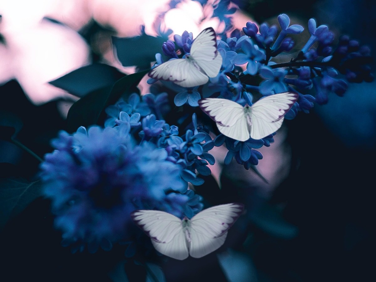 Imatge il·lustrativa