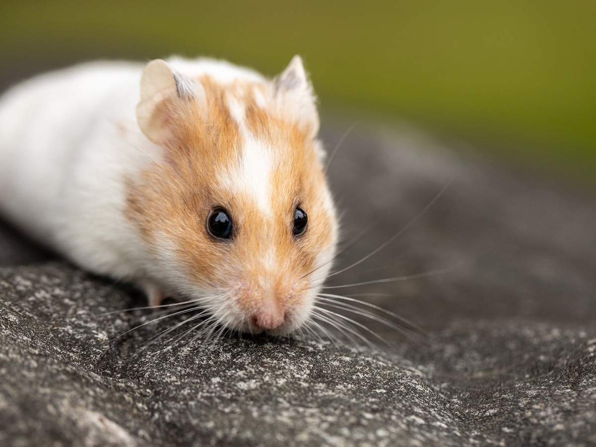 Imatge il·lustrativa