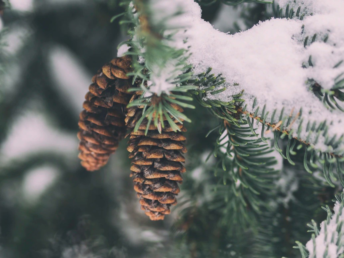 Imatge il·lustrativa