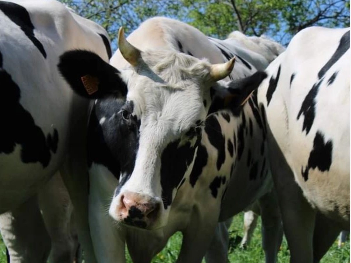 Imatge il·lustrativa