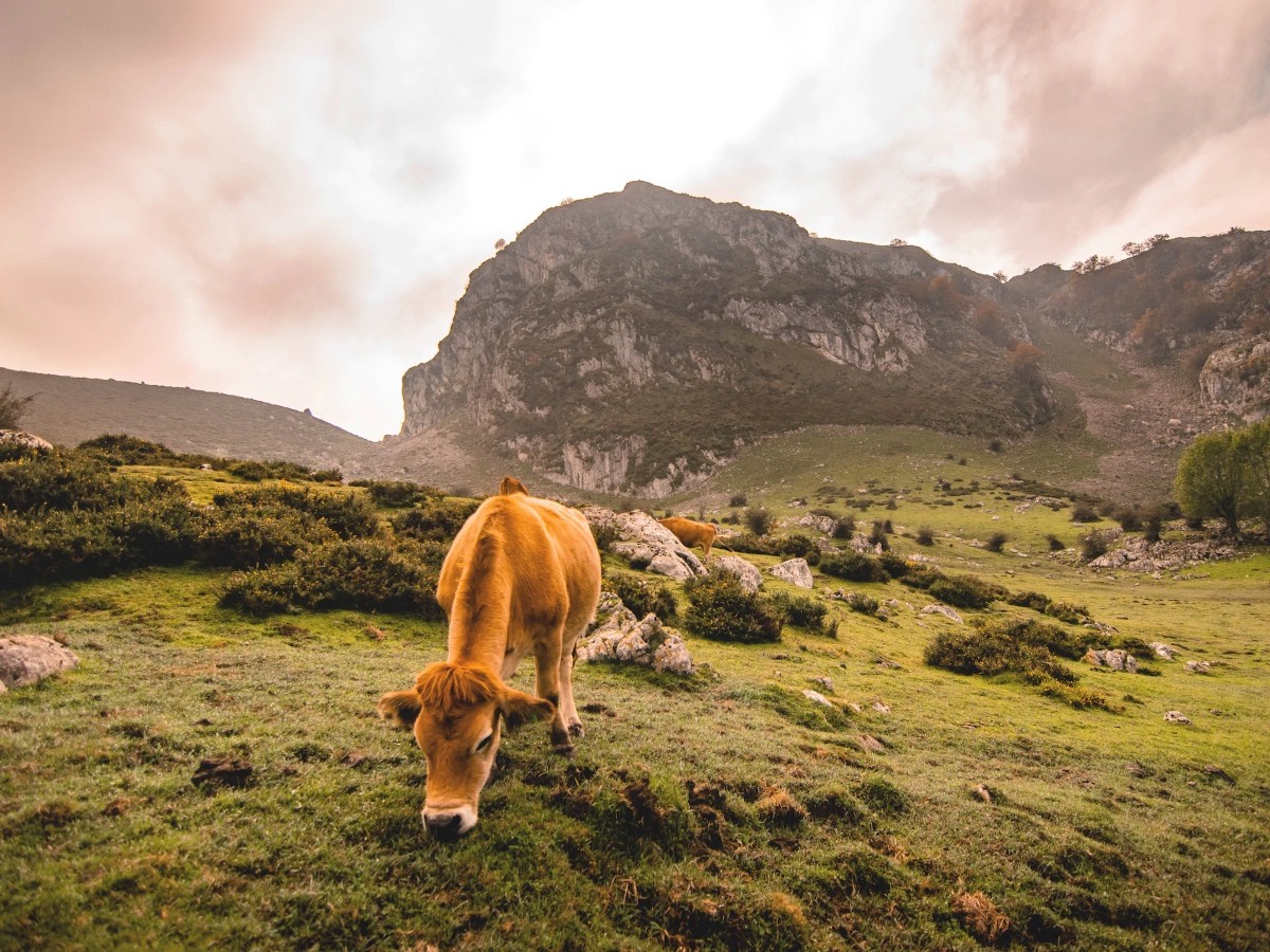 Imatge il·lustrativa