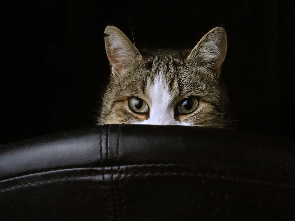 Imatge il·lustrativa