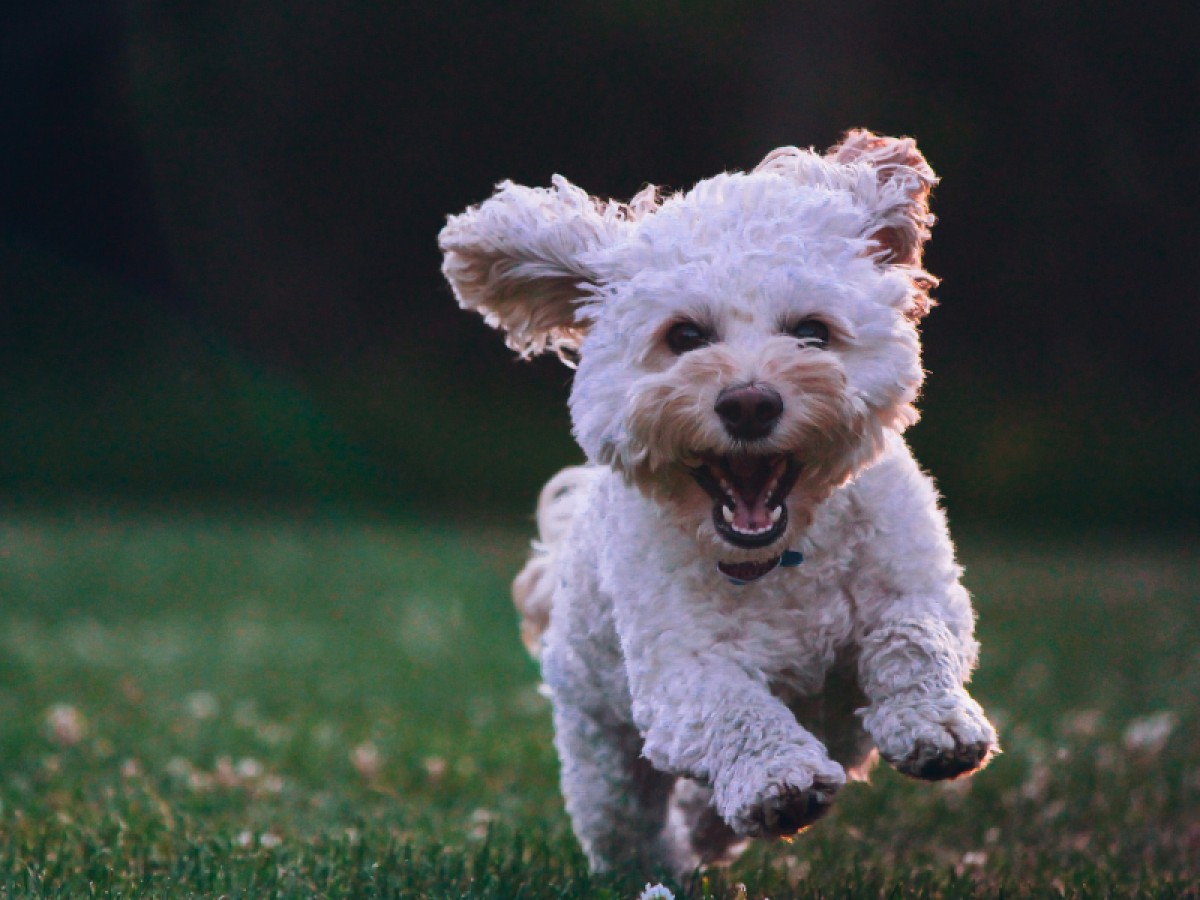 Imatge il·lustrativa