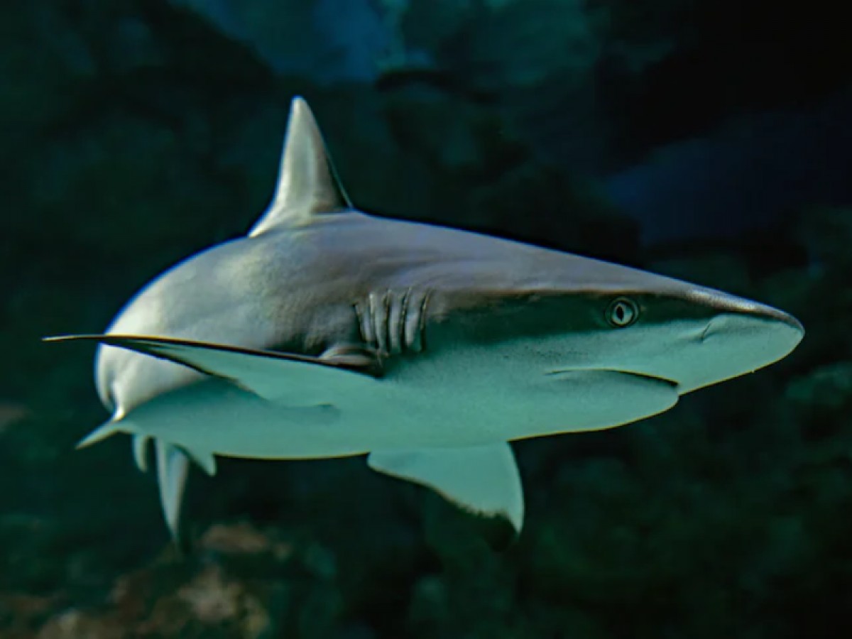 Imatge il·lustrativa