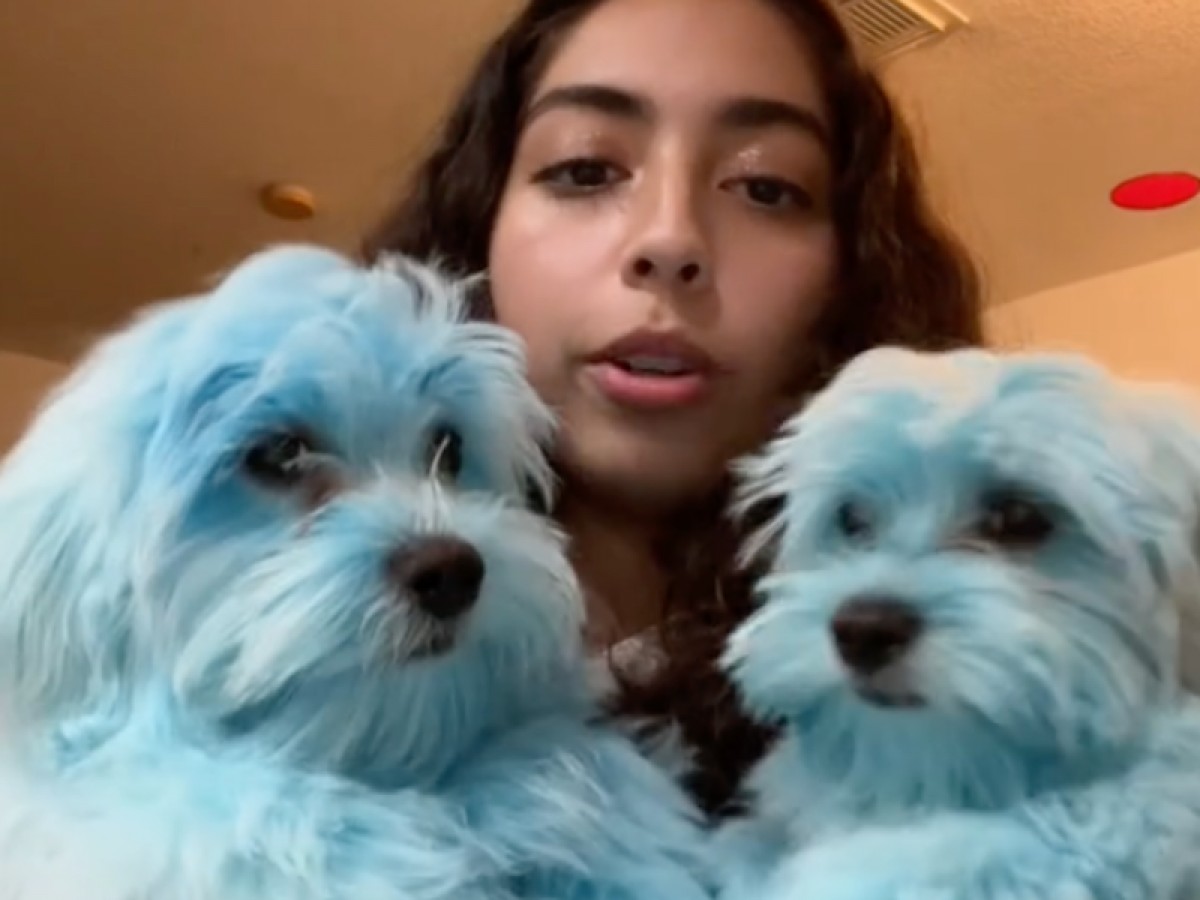 Imatge il·lustrativa