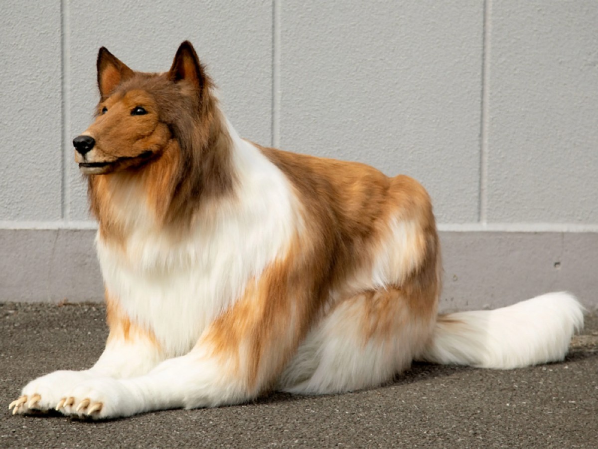 Imatge il·lustrativa