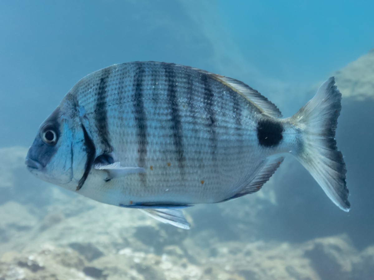 Imatge il·lustrativa