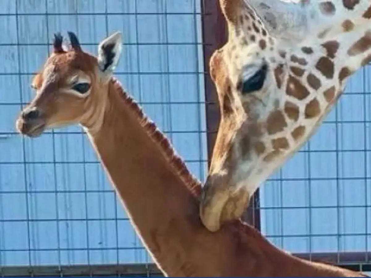 Imatge il·lustrativa