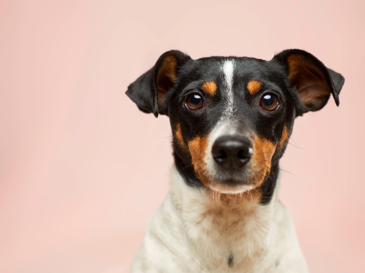 Imatge il·lustrativa