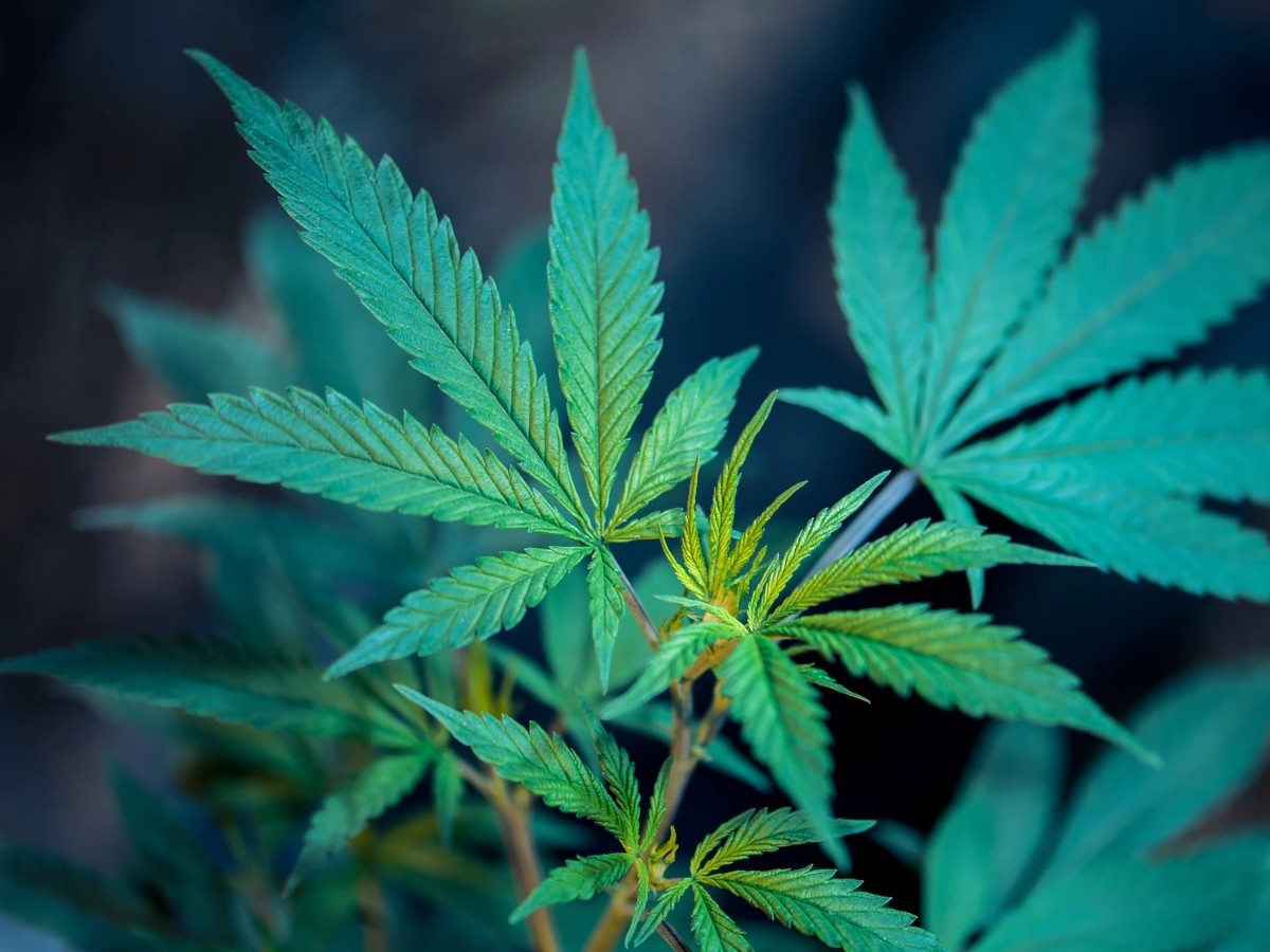 Imatge il·lustrativa