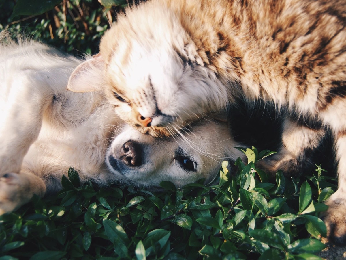 Imatge il·lustrativa