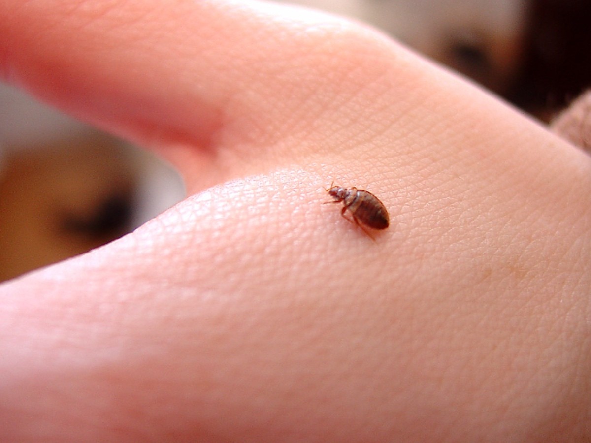 Imatge il·lustrativa