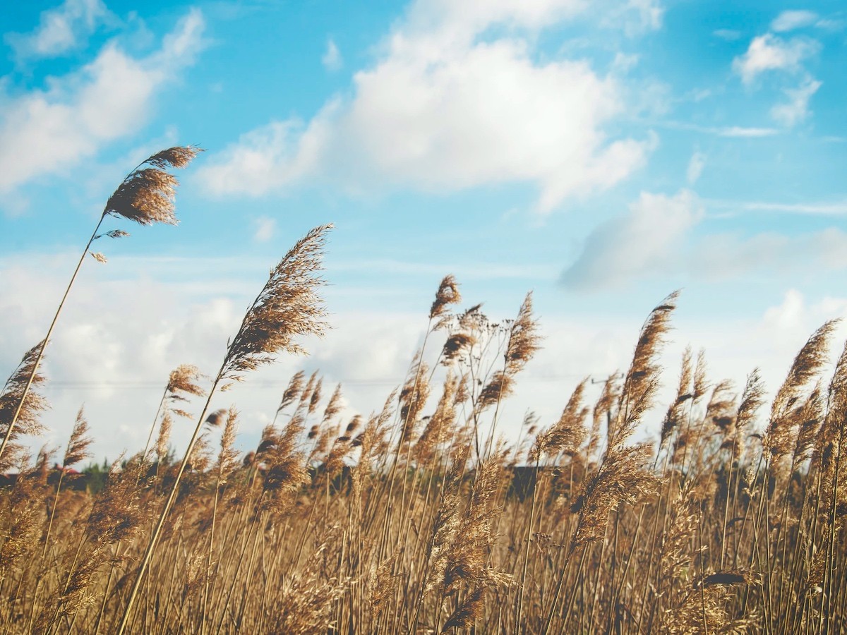 Imatge il·lustrativa