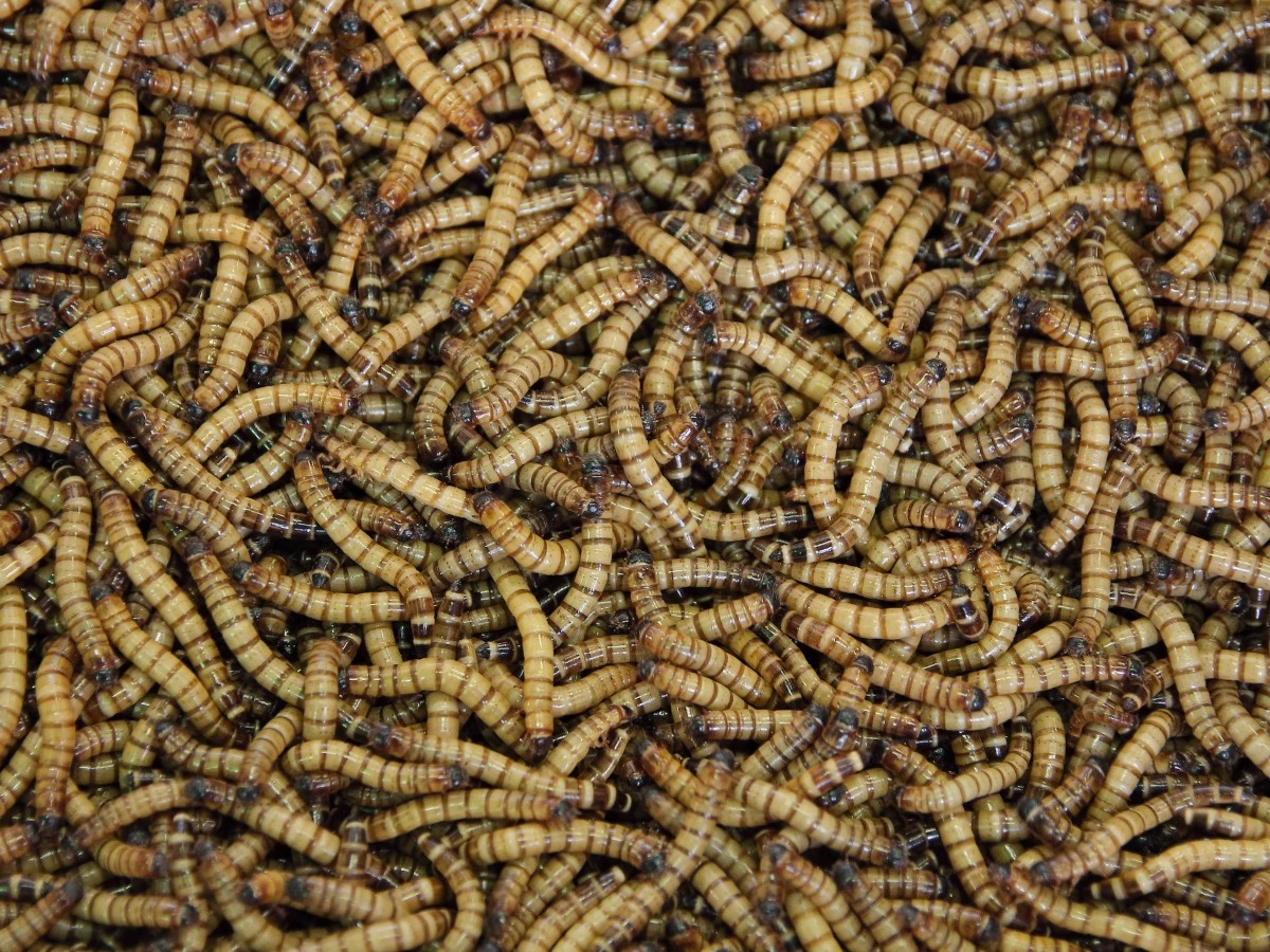 Imatge il·lustrativa