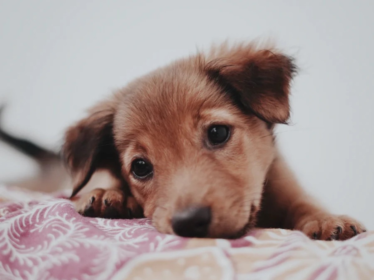 Imatge il·lustrativa